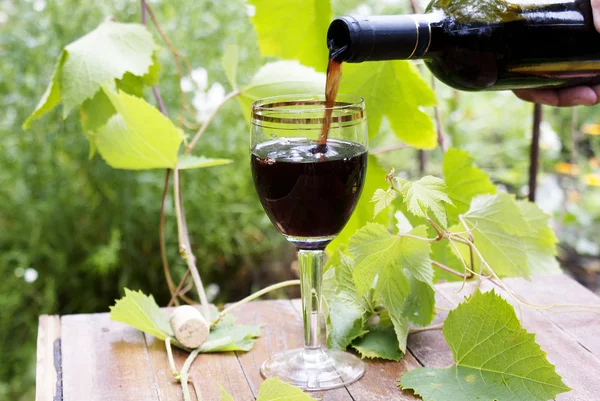 Red wine bottle, glass, young vine — Stock Photo, Image
