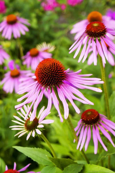 De zomer bloemen tuin — Stockfoto