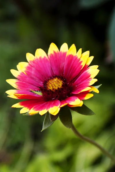 Flower summer garden — Stock Photo, Image