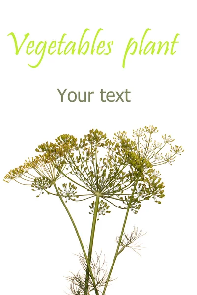 Grönsaker plant.fennel — Stockfoto