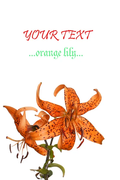 Orange Lilja — Stockfoto