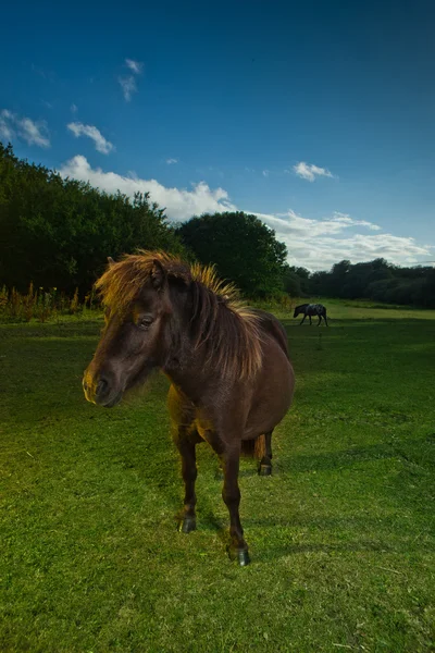 Ve večerním světle hnědý kůň — Stock fotografie