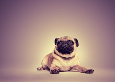 Portrait of a pug clipart