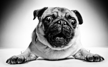 Black and white portrait of a pug clipart