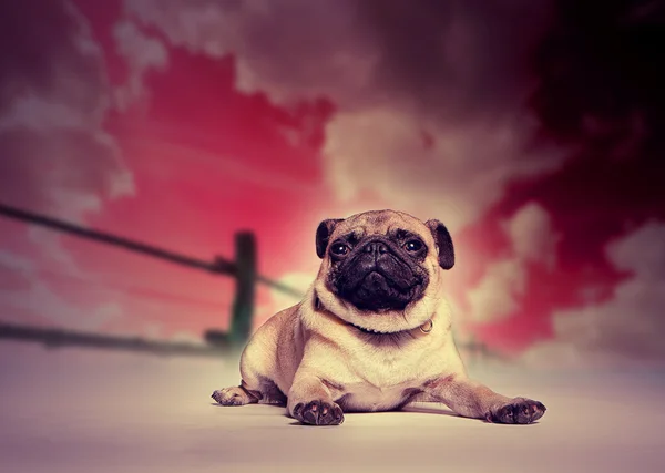 Pug dog against studio sunset backdrop — Stock Photo, Image