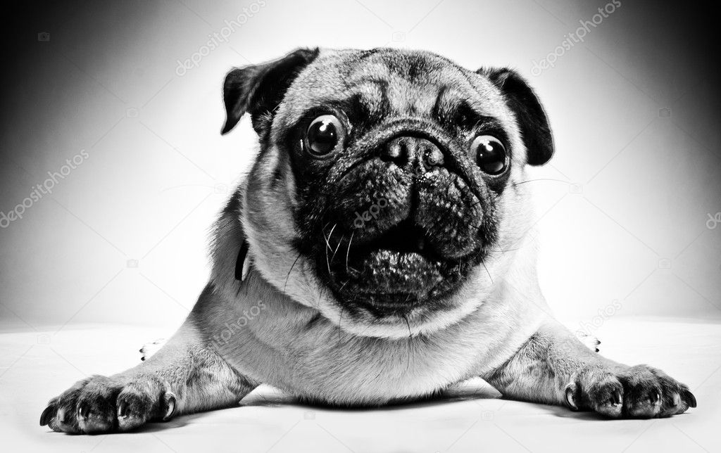 Black and white portrait of a pug