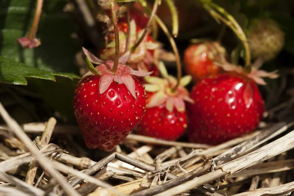 Gäng mogna jordgubbar hängande på anläggningen — Stockfoto