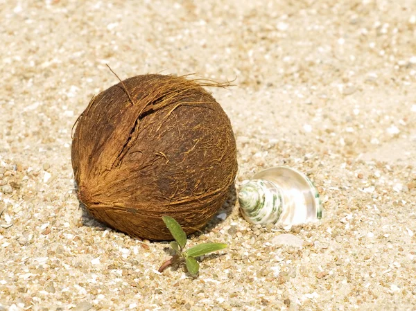 Coconut, conch shell and green sprout on sand. — Stock Photo, Image