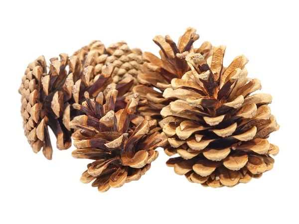 Few fir cones.Isolated. — Stock Photo, Image