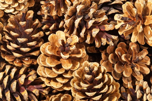 Fir cones.Background. — Stock Photo, Image