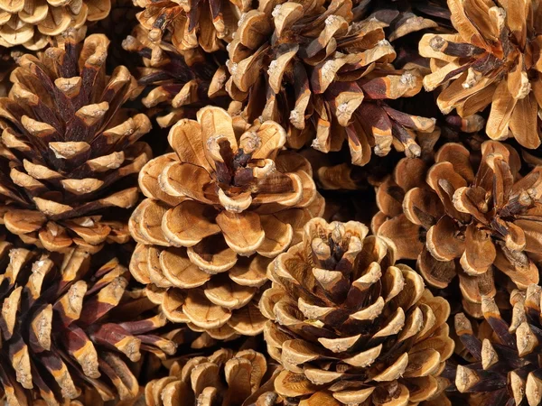 Fir cones as background. — Stock Photo, Image