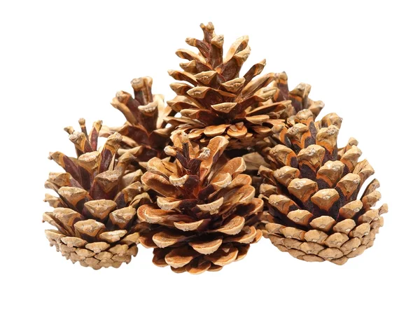 Fir cones taken closeup.Isolated. — Stock Photo, Image