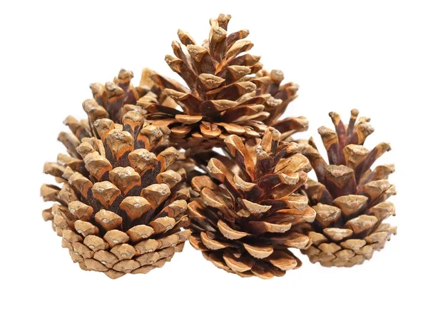 Fir cones. — Stock Photo, Image