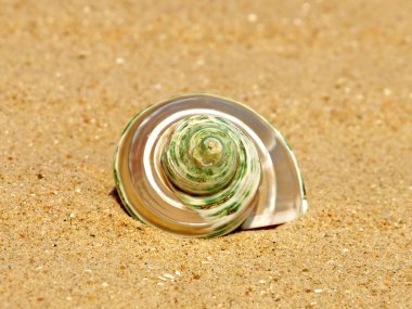 Nacreous conch shell on sandy beach. clipart