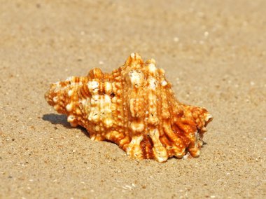 Seashell Tarih kumlu beach.closeup.