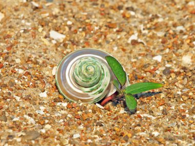 kabuklu deniz hayvanı kabuğu ve kum üzerinde yeşil Filiz.