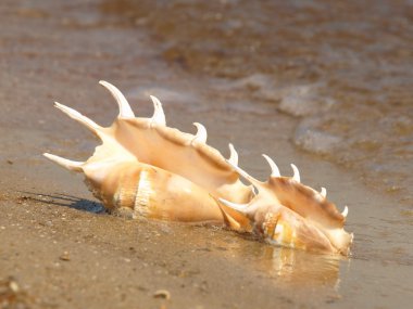 kumlu sahilde iki kabuklu deniz hayvanı kabuğu.