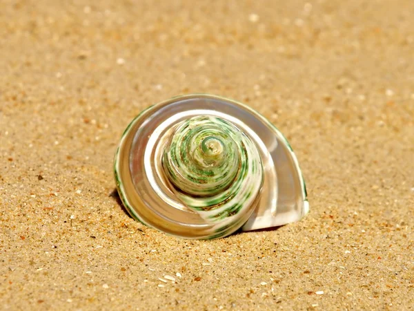 stock image Nacreous conch shell on sandy beach.