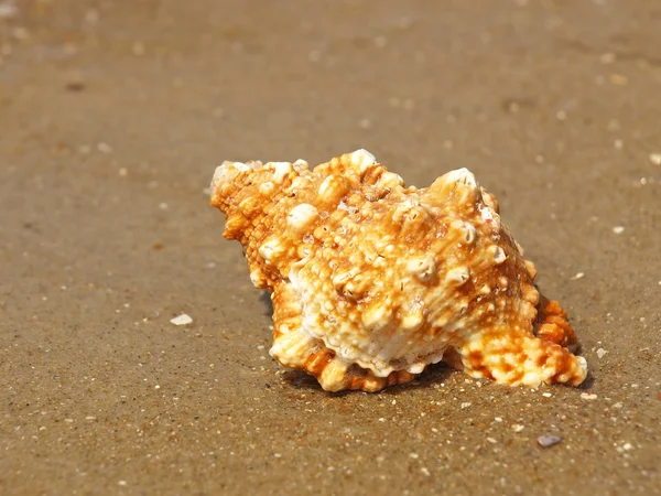Seashell en la playa de arena . — Foto de Stock