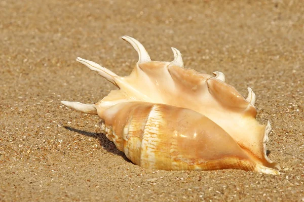 Concha de caracol en la playa de arena . — Foto de Stock