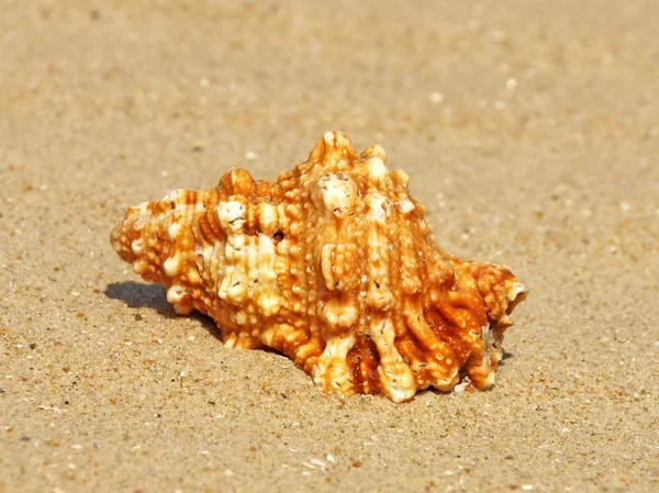 Cáscara de mar en la playa de arena.Primer plano . — Foto de Stock