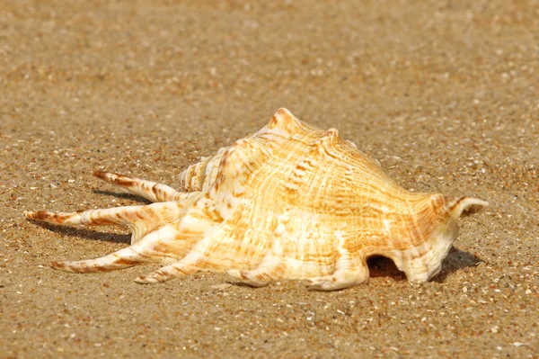 Conch shell on summer sandy beach. — Stock Photo, Image