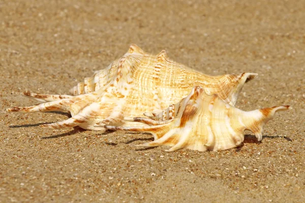 Due conchiglie sulla spiaggia di sabbia . — Foto Stock
