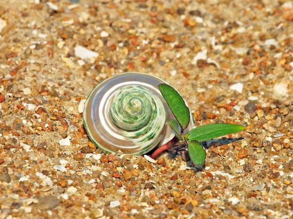 Guscio di conchiglia e germoglio verde sulla sabbia . — Foto Stock