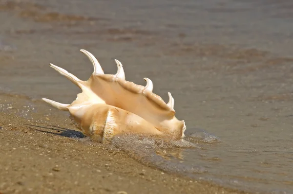 Cáscara de caracol en el mar . — Foto de Stock