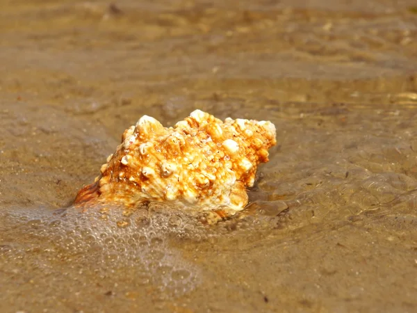 Seashell in zee branding. — Stockfoto