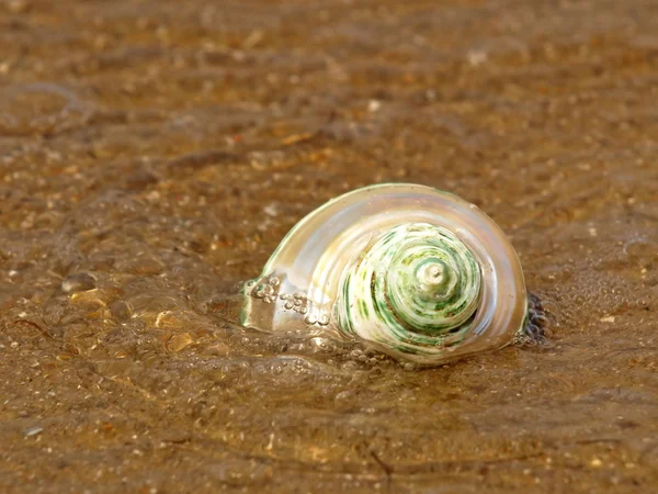 Concha nacarado en la onda del mar. — Foto de Stock