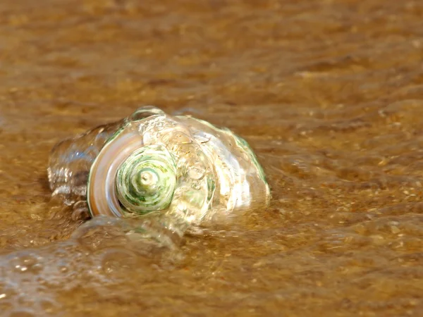Beparelmoerde schelp in zee branding. — Stockfoto