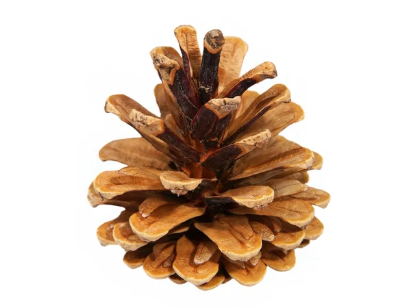 One fir cone.Isolated — Zdjęcie stockowe