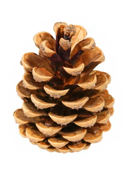 Fir cone. Isolated. — Stock Photo, Image