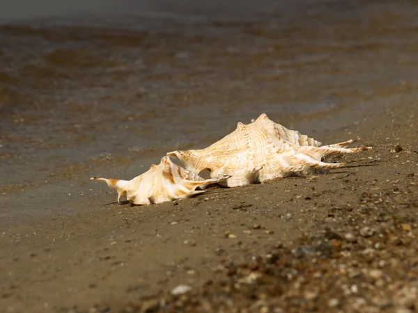 Duas conchas em uma praia . — Fotografia de Stock