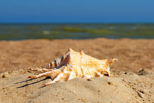 Seashell em uma praia . — Fotografia de Stock
