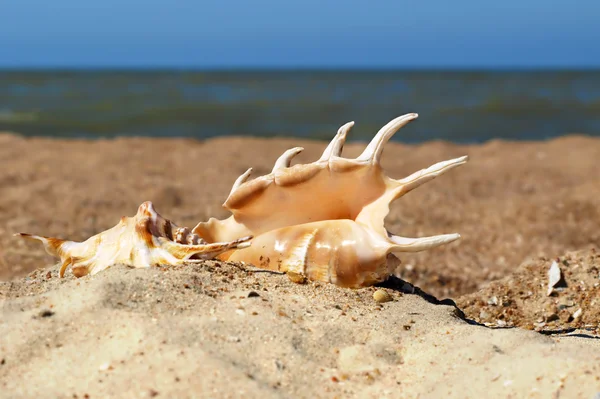 Dos conchas marinas en una playa . — Foto de Stock