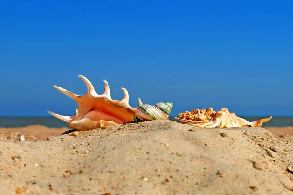 Diferentes caracolas en una playa . — Foto de Stock
