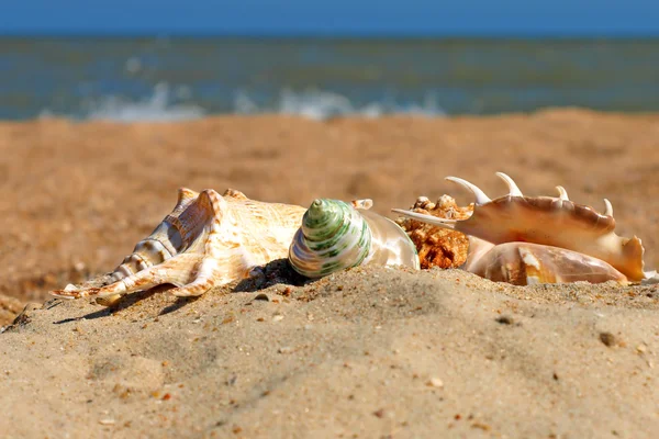 Diferentes conchas marinas en una playa . — Foto de Stock