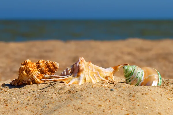 Três conchas em uma praia . — Fotografia de Stock
