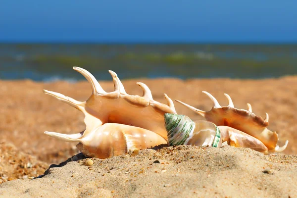 Tre stagni su una spiaggia . — Foto Stock