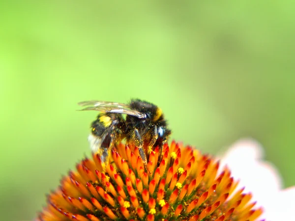 Bumblebee pe o floare . — Fotografie, imagine de stoc