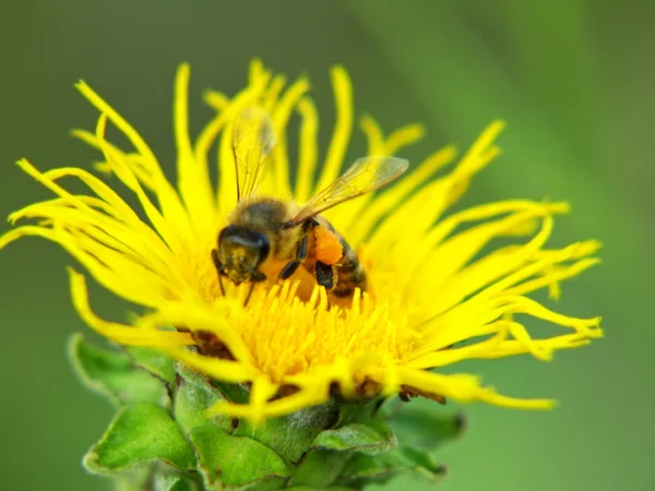 Albine pe o floare. — Fotografie, imagine de stoc