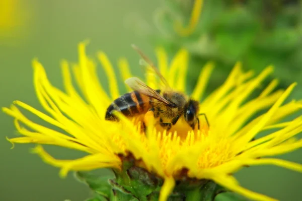 Пчела на желтом цветке. — стоковое фото