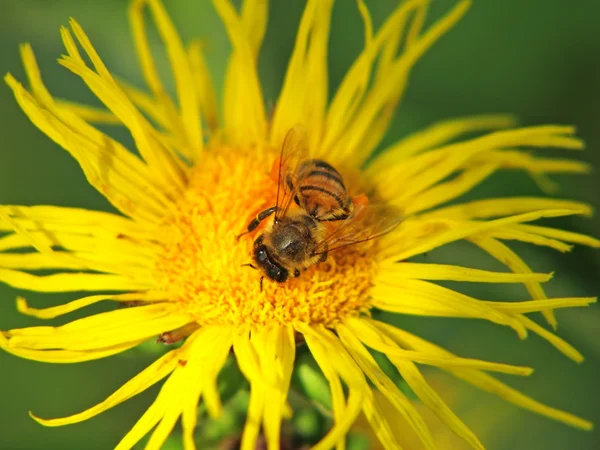 Albine pe flori galbene . — Fotografie, imagine de stoc
