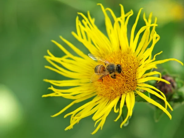 Пчела на цветке. — стоковое фото