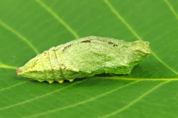 Vlinderlarve op een groen blad. — Stockfoto