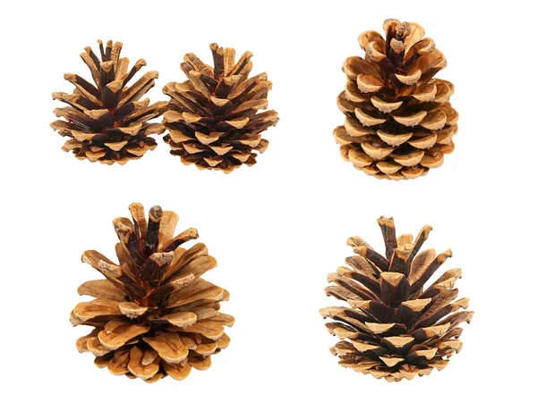 Set of fir cones.Isolated. — Stock Photo, Image