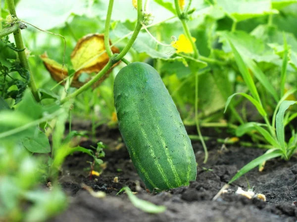 Ripe green cucumber on a garden bad. — Stock Photo, Image