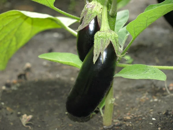 Two ripe eggplants on a garden bad. — Stock Photo, Image